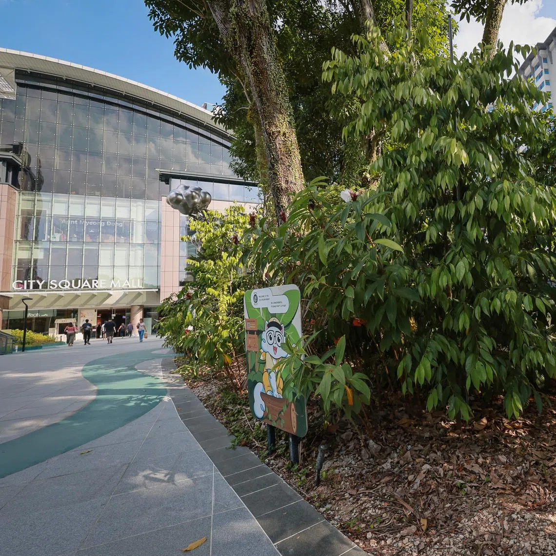 The microforest was developed by real estate company City Developments Limited in collaboration with experts from NUS.