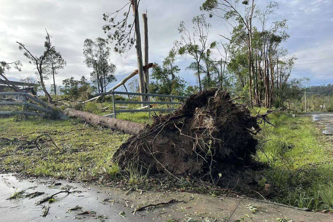 Trees were uprooted as Tropical cyclone Kirrily made landfall late on Jan 25.