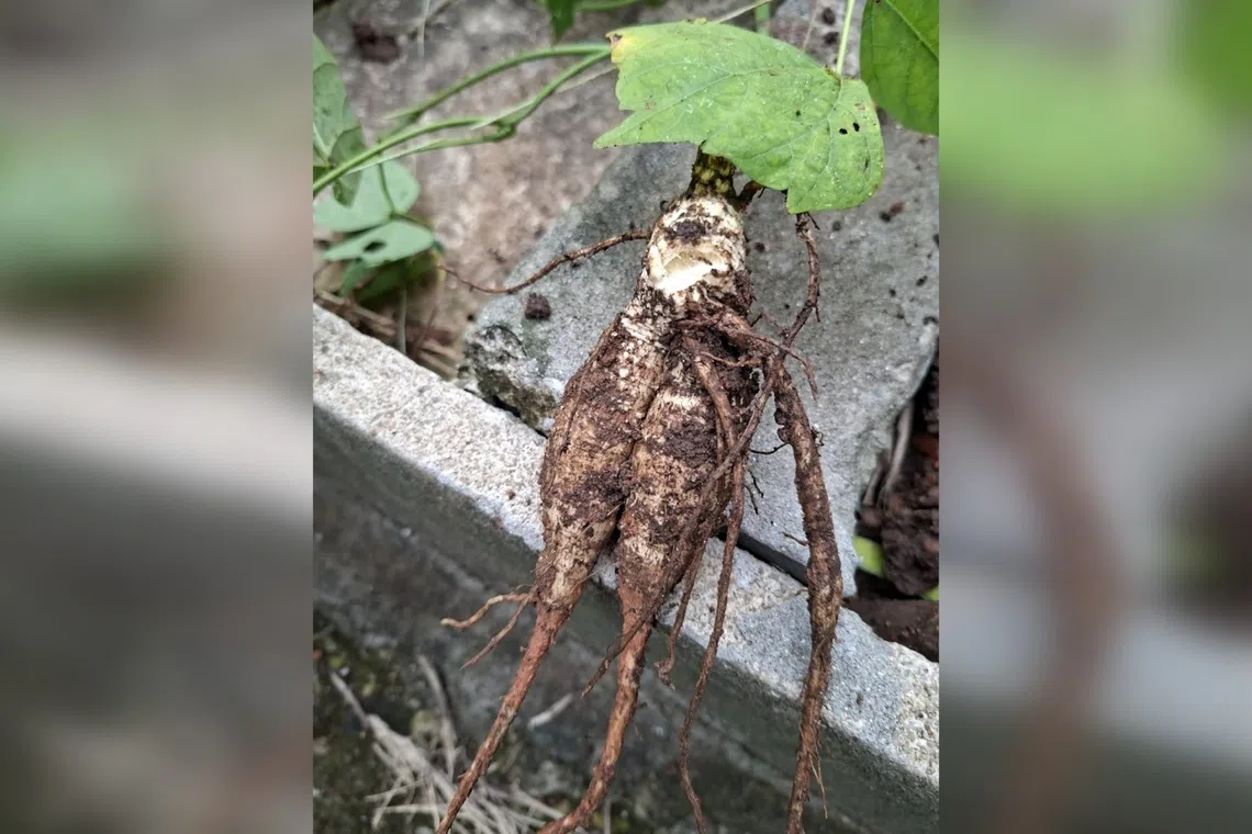 The yam bean is commonly mistaken for the turnip.