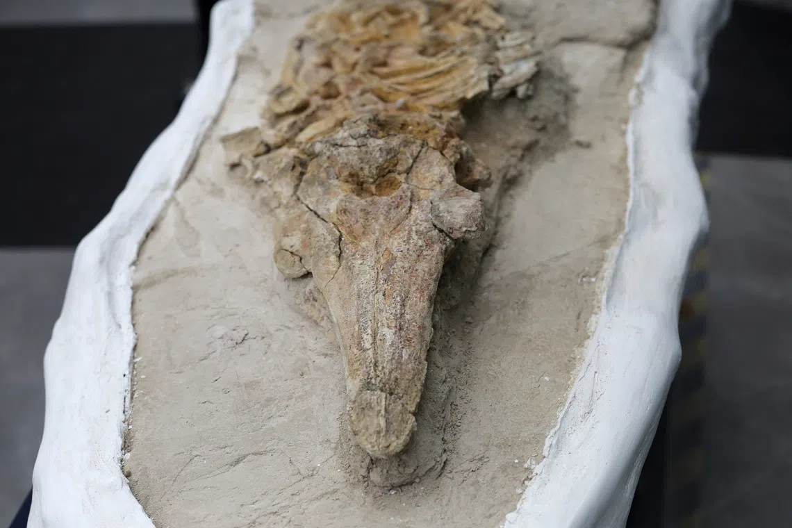 The fossilized skeleton of a porpoise, a small marine mammal estimated to be between eight and 12 million years old, is displayed after it was unearthed by Peruvian paleontologists in the Ocucaje desert, in Lima, Peru, September 17, 2025. REUTERS/Gerardo Marin