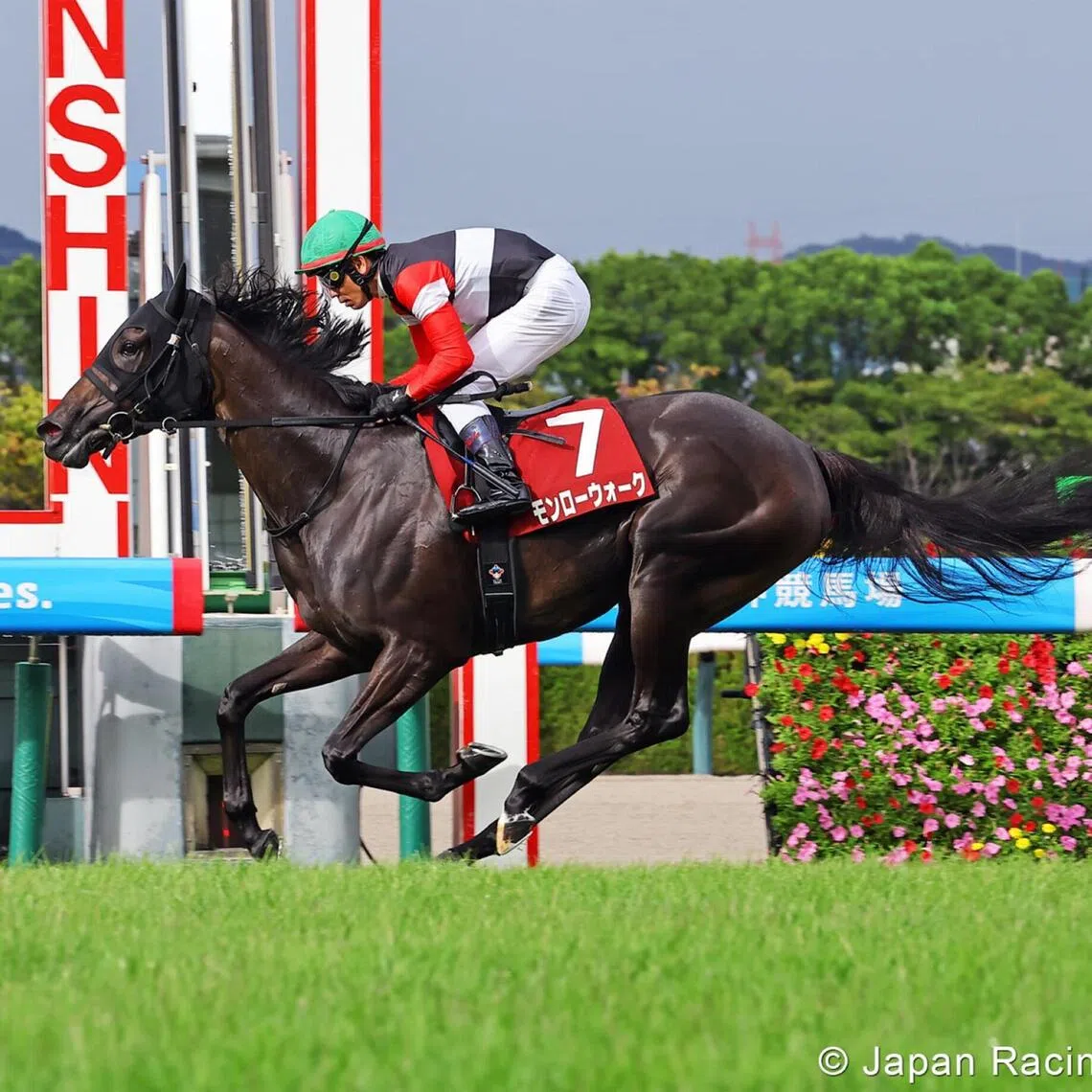 Monroe Walk (Keita Tosaki) recording an easy win in a Shuka Sho trial, the Grade 2 Rose Stakes at Hanshin on Sept 13.

PHOTO:  JRA