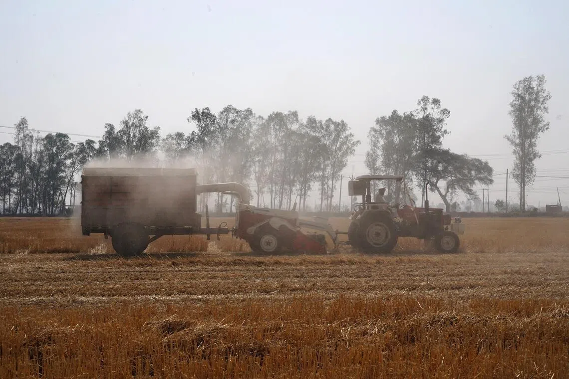 Indian farmers had planted wheat and rapeseed on a record 33.42 million ha and 8.94 million ha, respectively, by Jan 23.