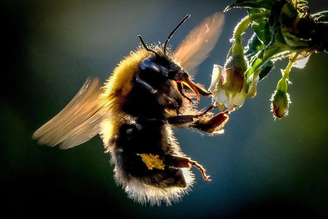 (FILES) A bumblebee draws nectar from the flowers of a gooseberry bush in a garden outside Moscow on May 12, 2018. Bumblebees and chimpanzees can learn skills from their peers so complicated that they could never have mastered them on their own, an ability previously thought to be unique to humans, two studies said on March 6, 2024. (Photo by Yuri KADOBNOV / AFP)