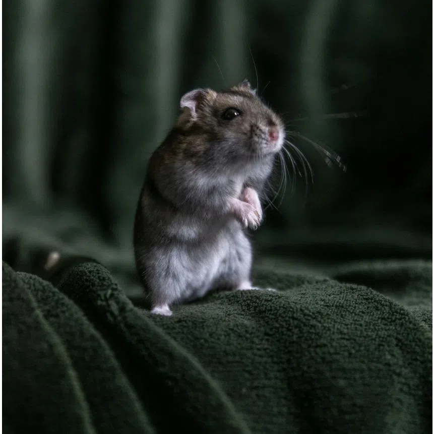 Hantavirus is most commonly transmitted by breathing in particles of dried rodent droppings or urine.