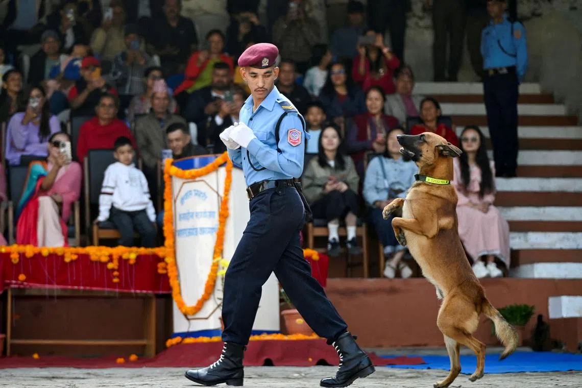 A dog performing tricks during Kukur Tihar as part of Tihar celebrations, at a police canine training centre in Kathmandu, Nepal, Oct 31, 2024. 