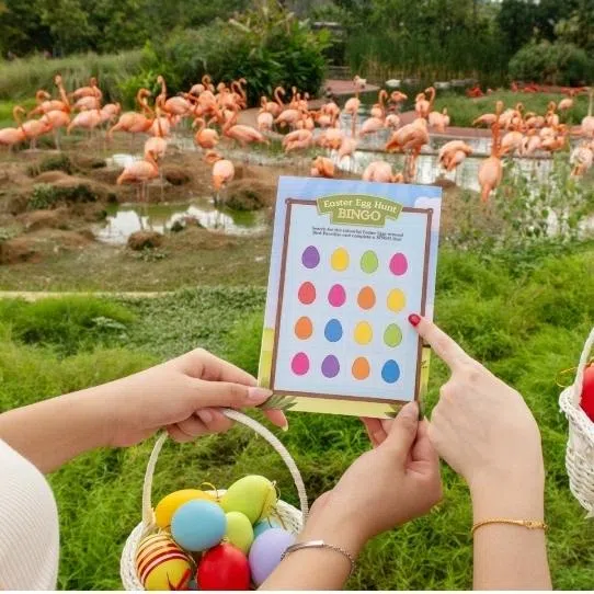 Children can (clockwise from top left) meet a rare Grevy's zebra foal at the Singapore Zoo, go nature sketching at the Singapore Botanic Gardens, camp out at Jelutong on Pulau Ubin and complete the Ranger Buddies Eggs-pedition bingo card at Bird Paradise.