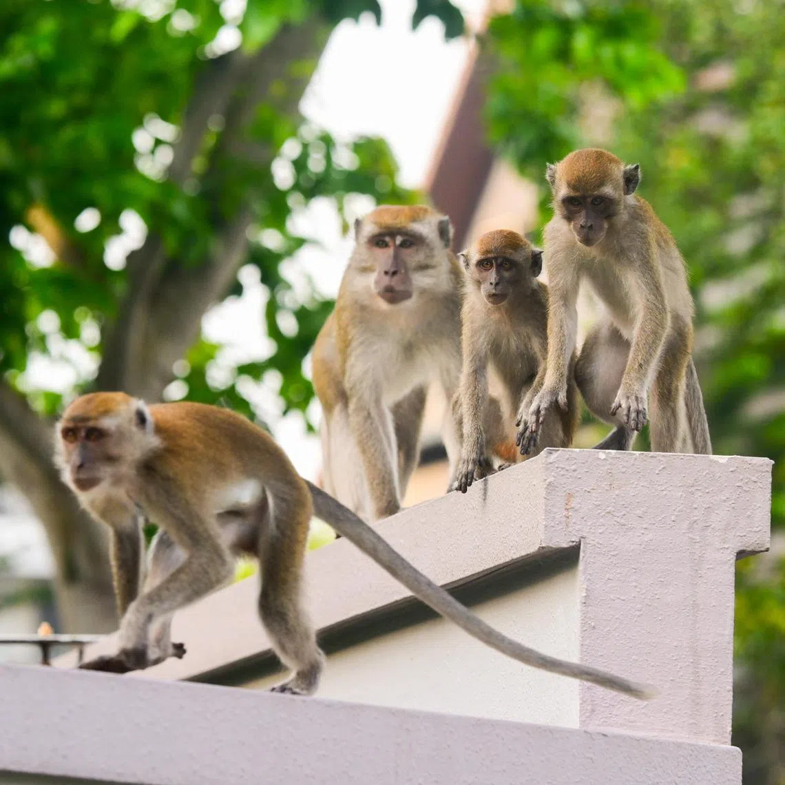 A troop of long-tailed macaques were spotted at around 8:30am at Ponggol Twenty-fourth Avenue.