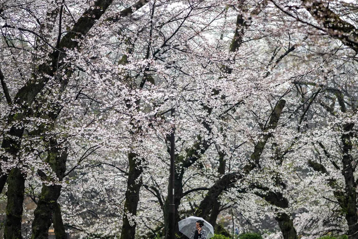 A man walking past cherry blossom trees during a rainy day at Inokashira Park in Tokyo on April 3, 2024.