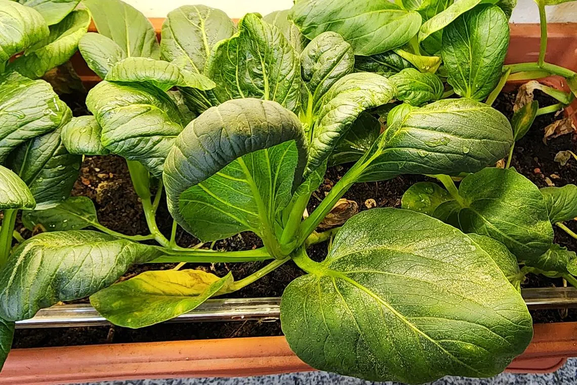 Roots that are too dry or wet can be prone to pest attacks.