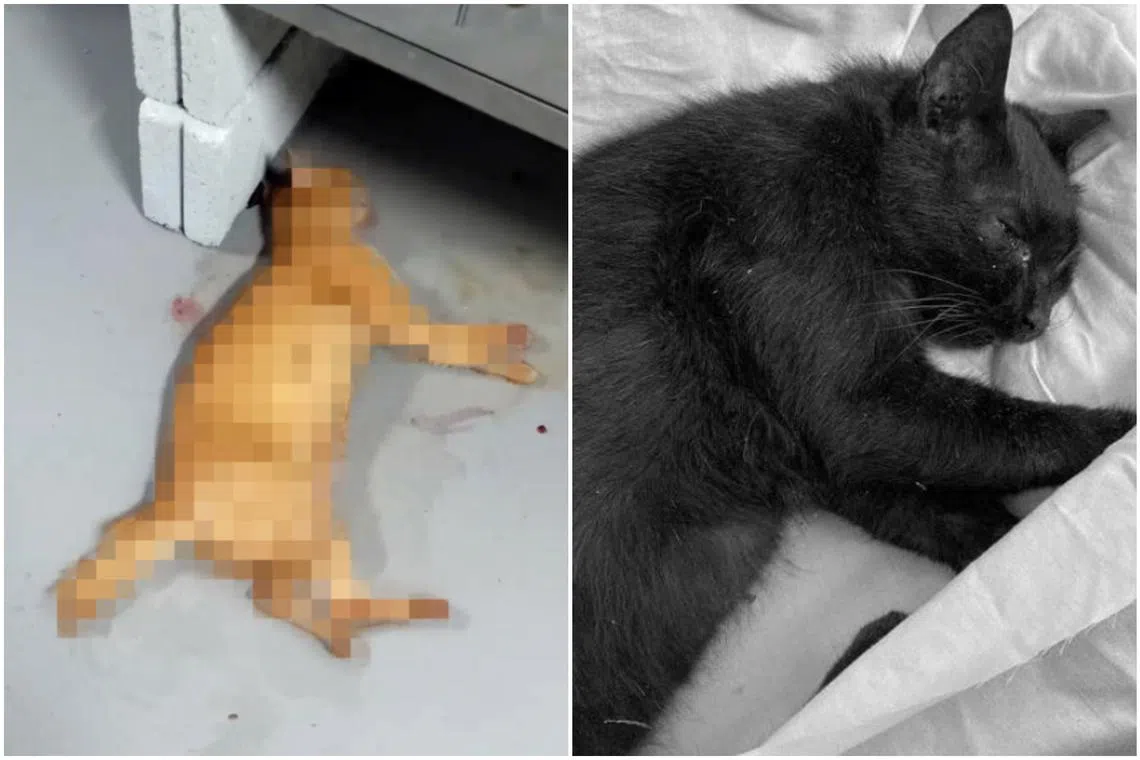 Animal and Veterinary Service said about 60 cases it received each year were related to animal cruelty.