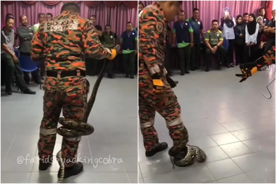 In the video, a fireman explains to the audience how to make a python uncurl from one’s leg.