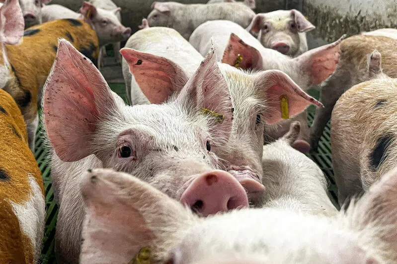 Spain to resume pork exports to China from regions unaffected by swine fever outbreak