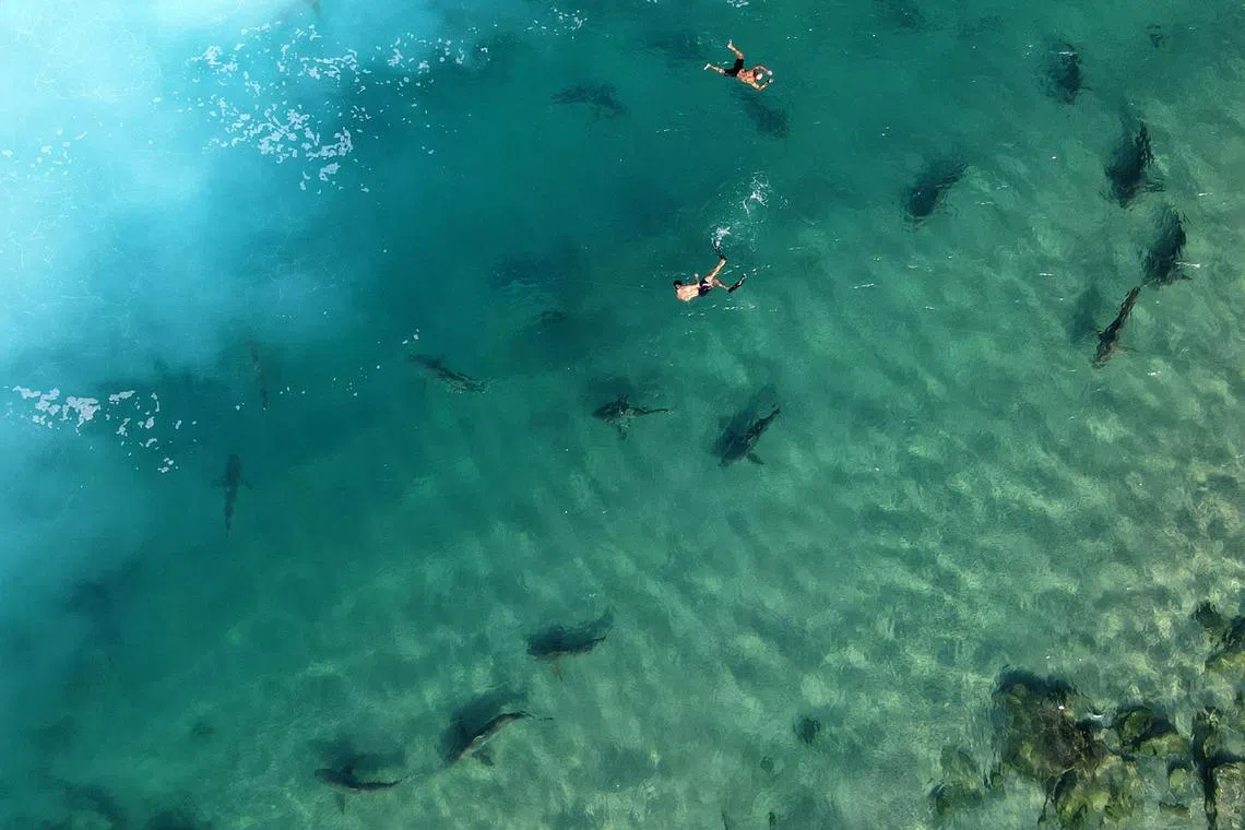 Free-divers swim next to Sandbar sharks near the northern Israeli coastal city of Hadera.