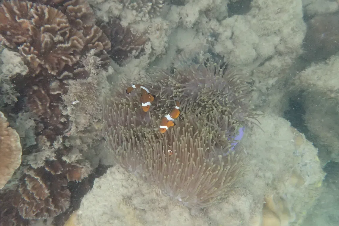 Clownfish, which do not stray far from their anemone home, were the easiest to photograph.
