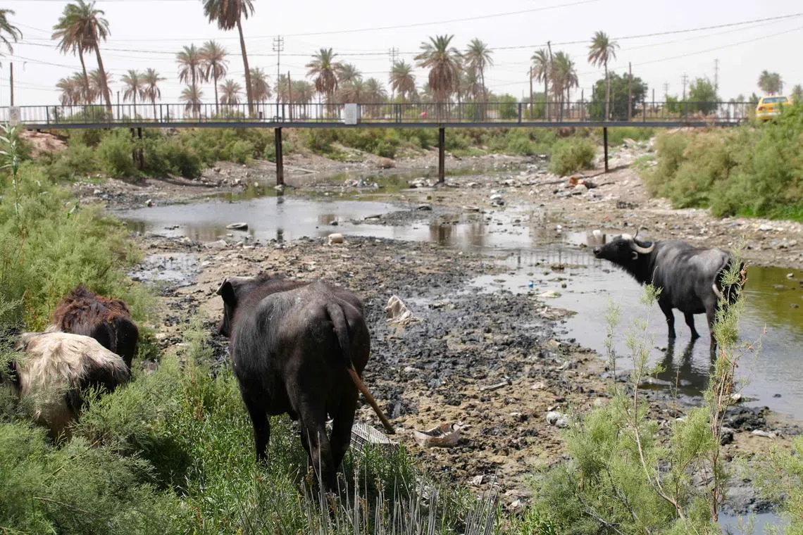 Water buffalos near an almost dried up stream in Mishkhab, Iraq, on May 24.