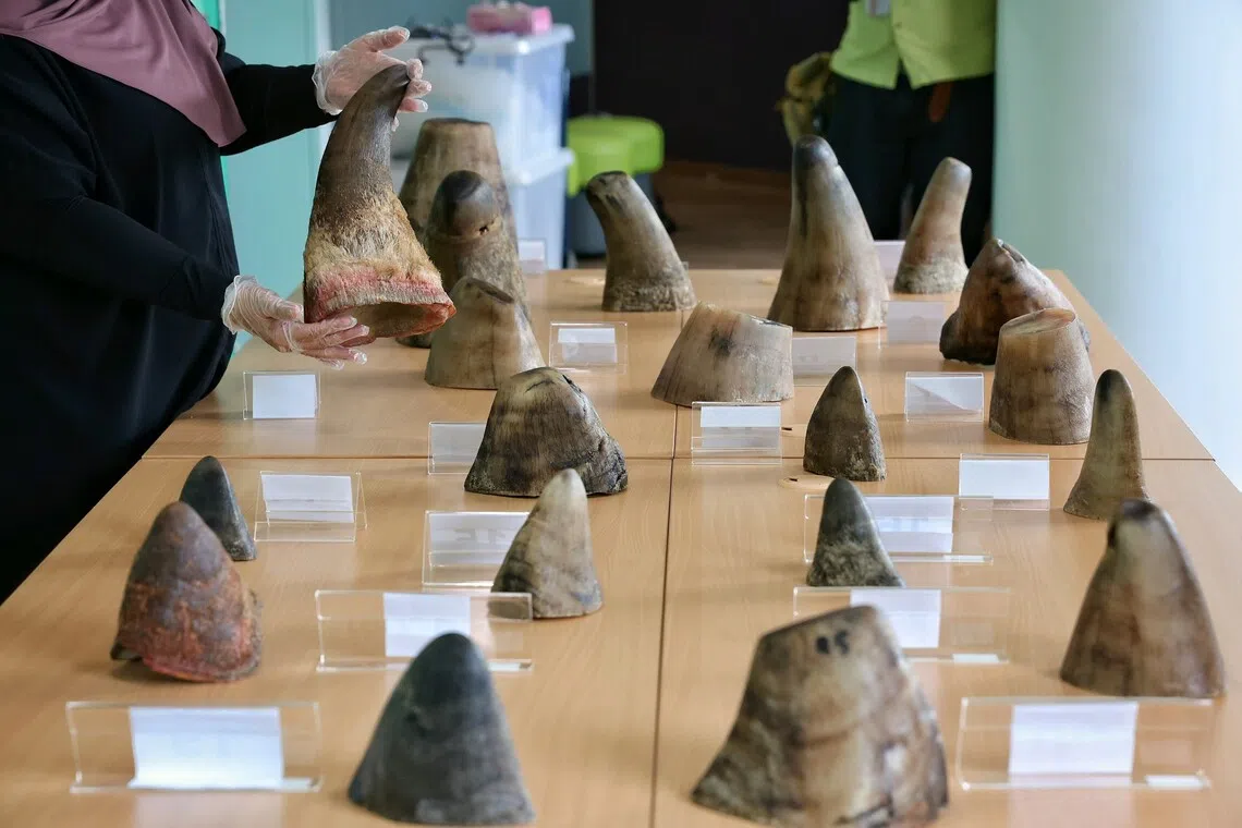 Singapore seizes record 35.7kg of smuggled rhino horns at Changi Airport