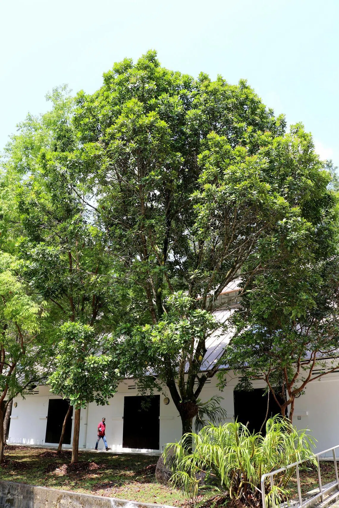 Sparrow Mango tree species is often found in parks and large gardens because of its ability to tolerate roadside conditions and adapt to a wide range of soils.