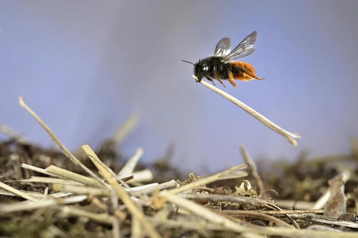Highly Commended (Category: Behaviour - Invertebrates)                                                                                              Two-coloured mason bee builds the roof of its nest by creating tiny piles of sticks on top of empty snail shells near Witzenhausen, Hesse, Germany. Two-coloured mason bees use snail shells for egg laying. They pack the shell with pollen and nectar for their larvae, then seal it with grass and sticky saliva. Humans sometimes consider snails to be pests, but this species could not survive without them.