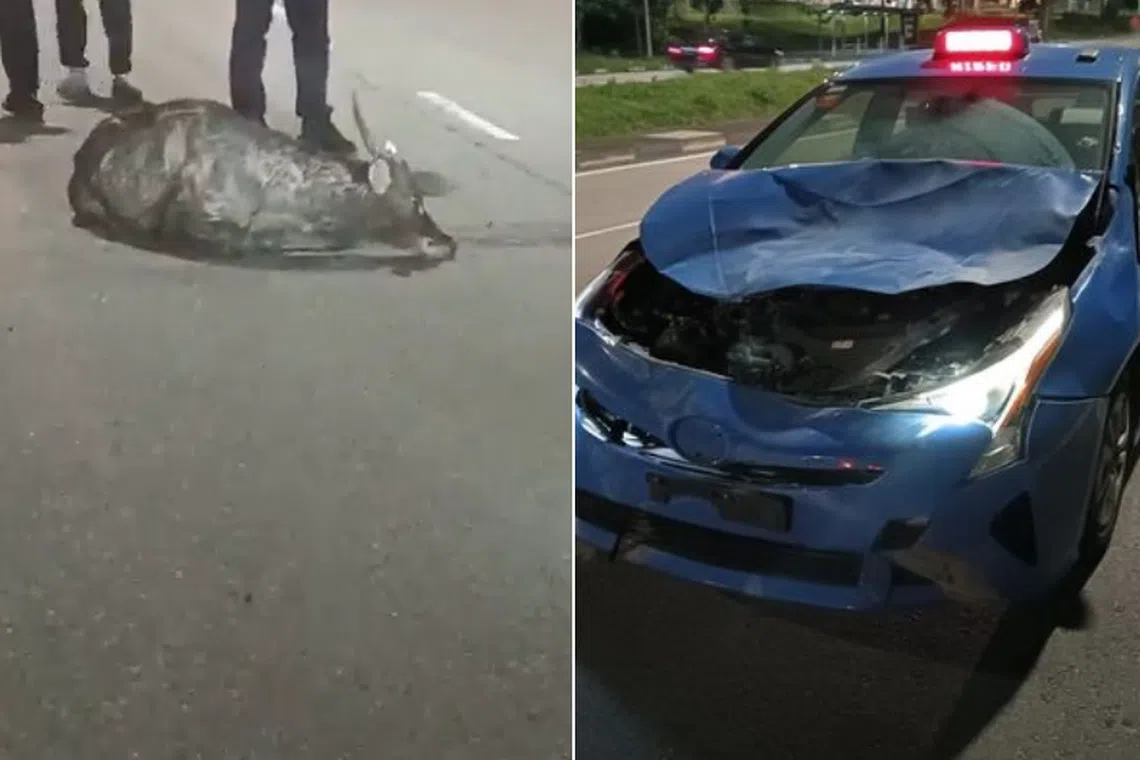 The accident involving a taxi and a Sambar deer happened in Mandai Road on July 11, 2024. 
