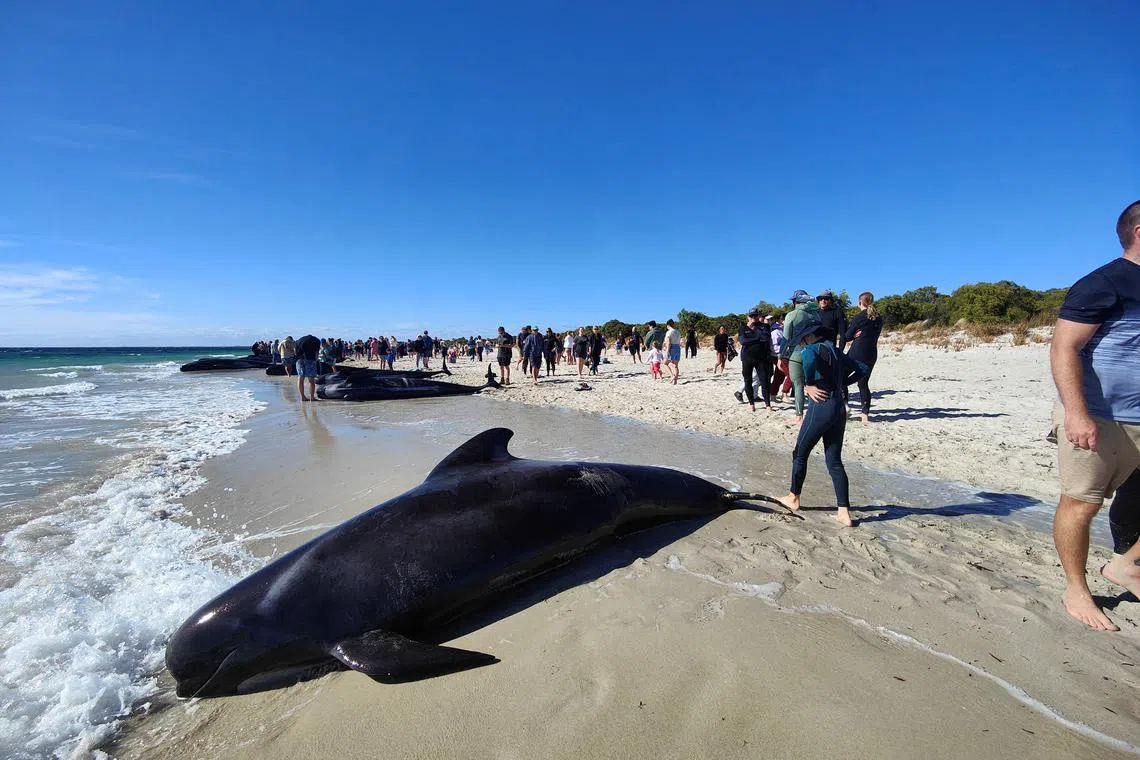 People walk near whales stranded on a beach at Toby's Inlet, Dunsborough, Australia, on April 25.