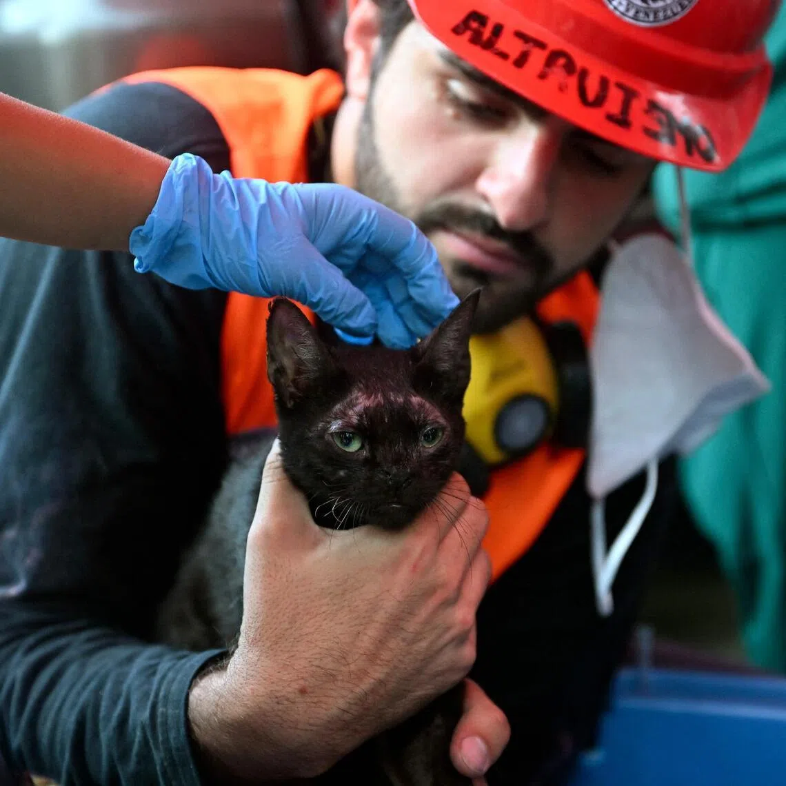 A volunteer rescuer holds a cat after pulling it out from under the rubble of a building damaged by the June 24 earthquakes, in Caraballeda, state of La Guaira; Venezuela, on July 18, 2026. The twin earthquakes that struck Venezuela last month killed over 5,000 people, officials said, while announcing they drew hundreds of millions of dollars from the International Monetary Fund (IMF) for reconstruction. (Photo by Juan BARRETO / AFP)