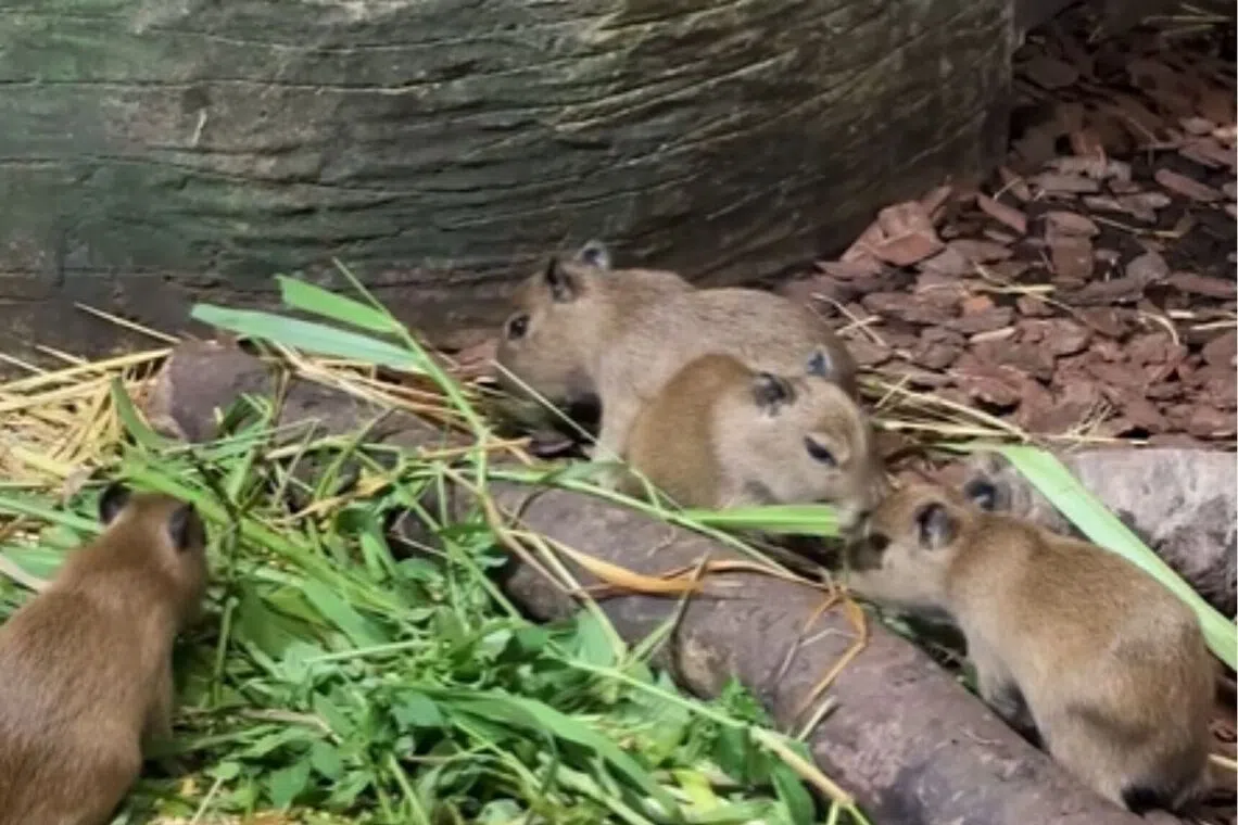 The four capybara pups can be seen wandering around and eating grass in an enclosure with their mother.