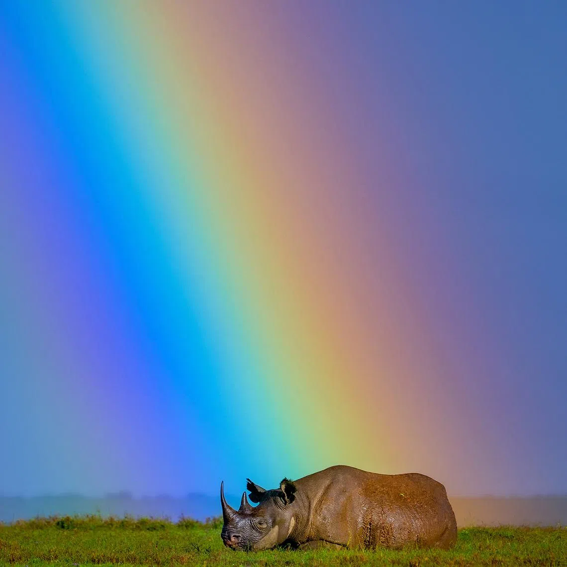 A black rhino rests under a rainbow at Ol Pejeta Conservancy in Kenya. In 2024, 21 black rhinos were moved to their new home at Loisaba Conservancy in Laikipia, Kenya. Kenya’s black rhino population was poached almost to extinction and went from a low of 290 animals to 1004 today. They are expanding their habitat and it is a testament to Kenya’s conservation efforts.