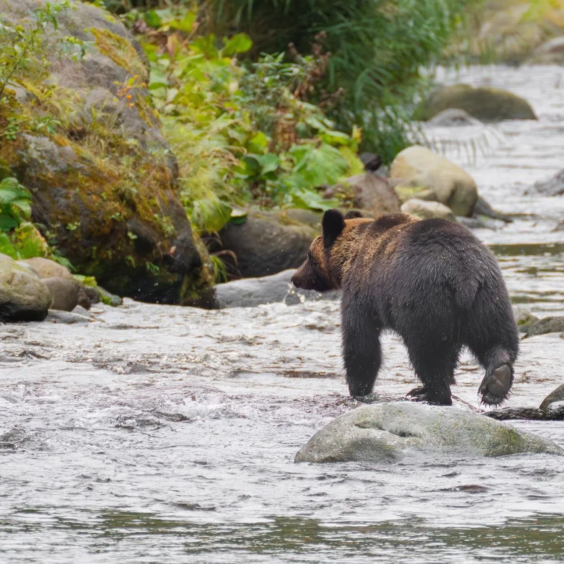 The bear remains at large after the last sighting early morning of June 8 about half a kilometre from a middle school.