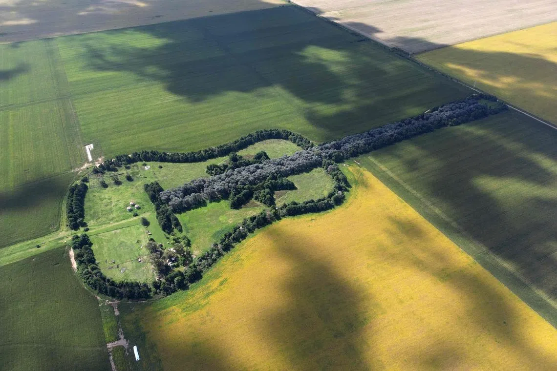 Aerial view of Estancia La Guitarra (The Guitar Farm), surrounded by cornfields near General Levalle in the south of Cordoba province, Argentina, on March 30, 2026. A labor of love created by the late Pedro Martin Ureta in memory of his wife, Graciela Yraizoz, the giant figure was planted beginning in 1979 with more than 7,000 cypress and eucalyptus trees, forming a guitar 1,100 meters long and 400 meters wide — visible only from the air.