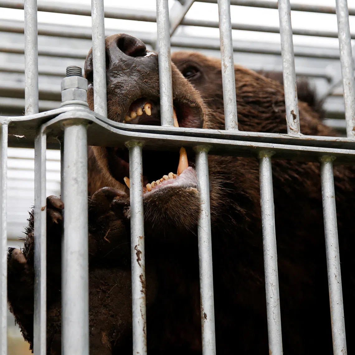 FILE PHOTO: A brown bear gnaws at the cage it is trapped in in Sunagawa, Hokkaido Prefecture, Japan October 16, 2024. REUTERS/Sakura Murakami/File Photo