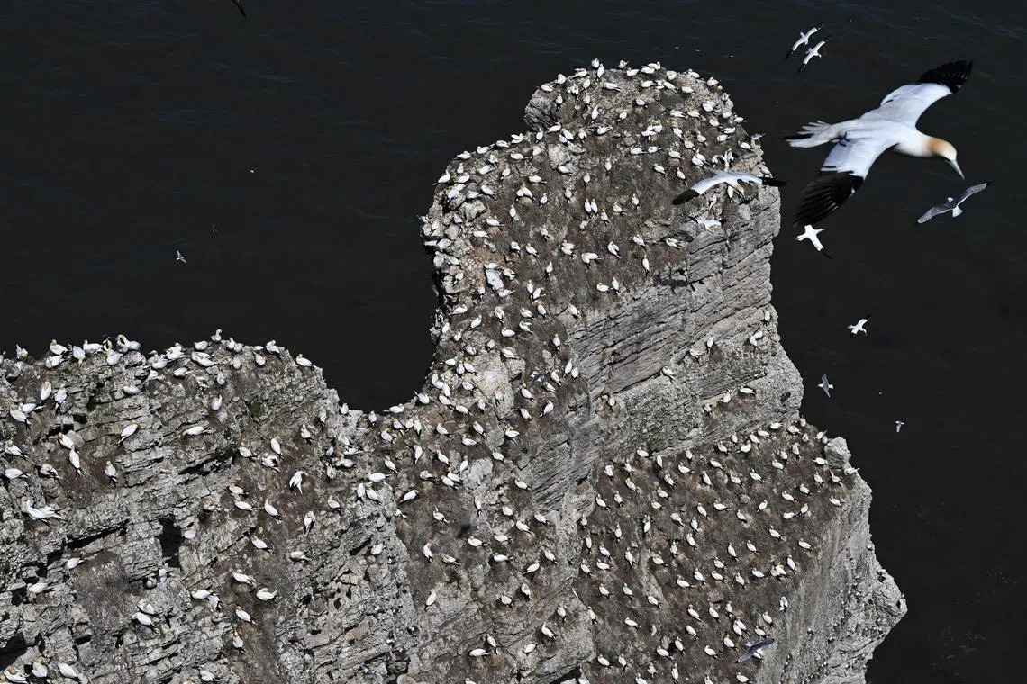 Gannets nesting at the Bempton Cliffs near Bridlington, Northern England on May 23. Seabirds migrate in large numbers from warmer climates to nest on the chalk cliffs at Bempton where they will spend the summer breeding and rearing their young. 