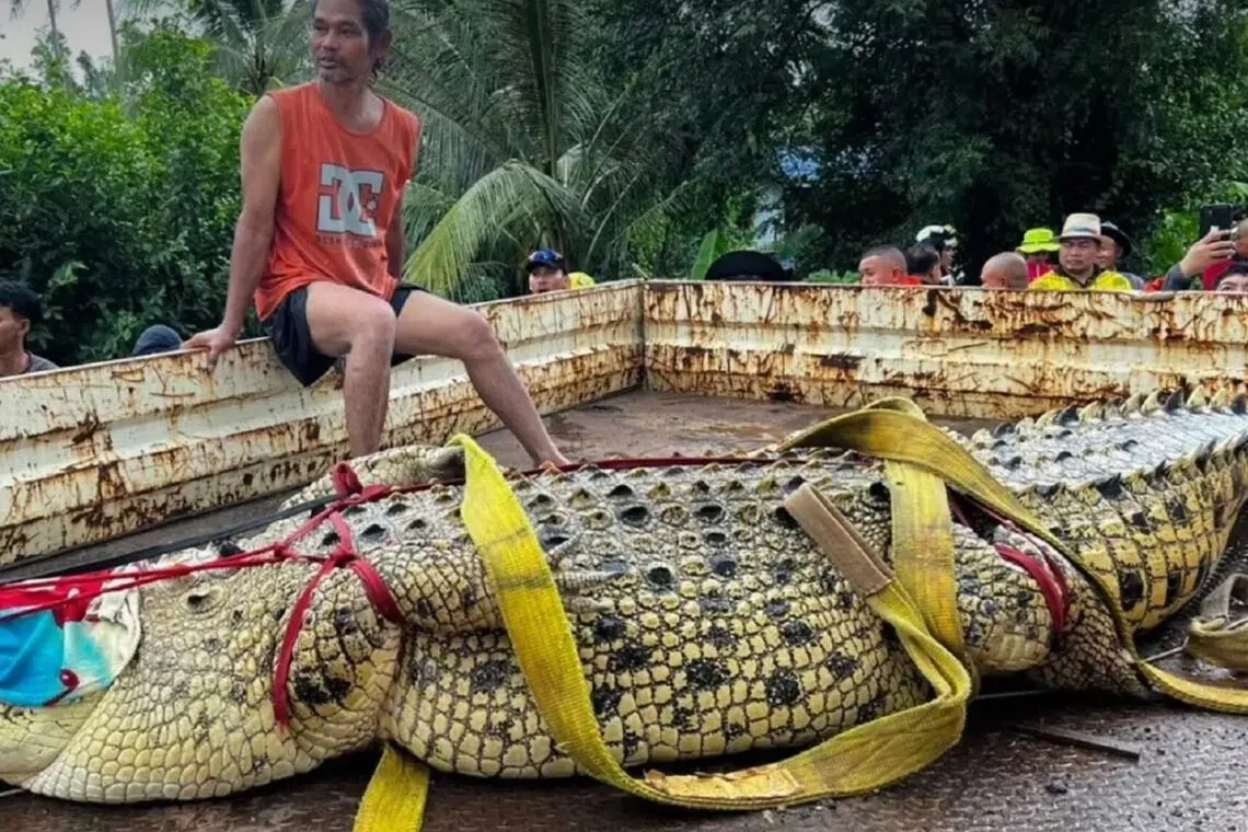 400kg crocodile moved from flooded Prachinburi temple in Thailand