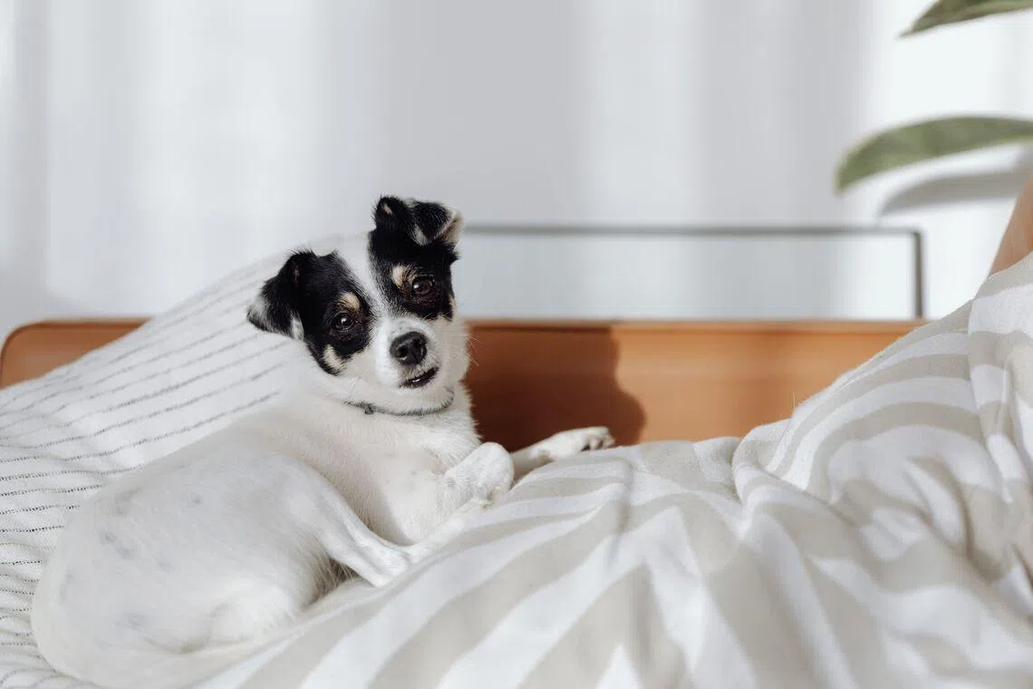 Some people experience great joy from sleeping with their pets. While some experience no related sleep disruptions, others do. 