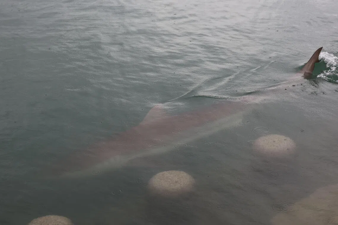 Lost shark becomes viral star in South Korea