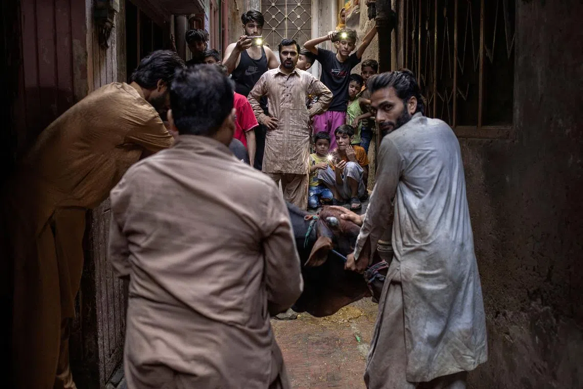 Members of a family holding a buffalo in preparation for its sacrificial slaughter in celebration of Eid al-Adha in the Walled City of Lahore, Pakistan, on June 8, 2025. 