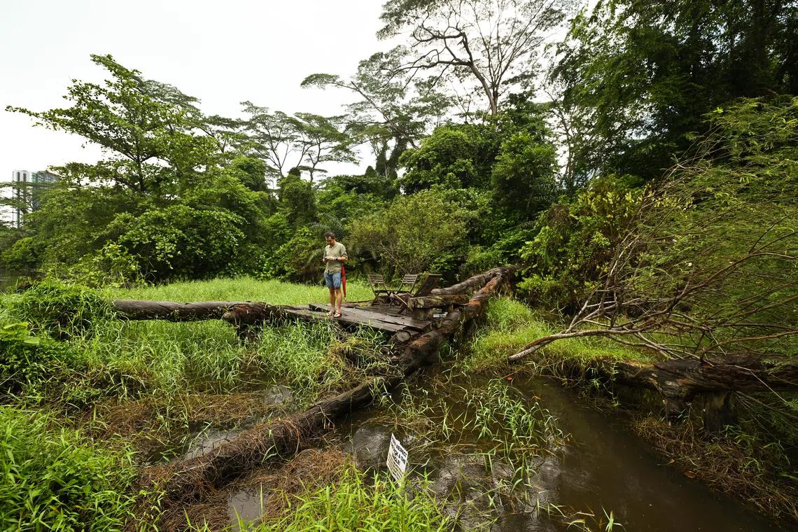 ST20221129-202224342997-Lim Yaohui-Ng Keng Gene-kgalex03/
The Lost Ark on Nov 29, 2022.
Nature Society (Singapore) and Cicada Tree Eco-Place are proposing for Alexandra Woodland to be kept as a public park. The site is currently zoned for housing, subject to detailed planning.
(ST PHOTO: LIM YAOHUI)