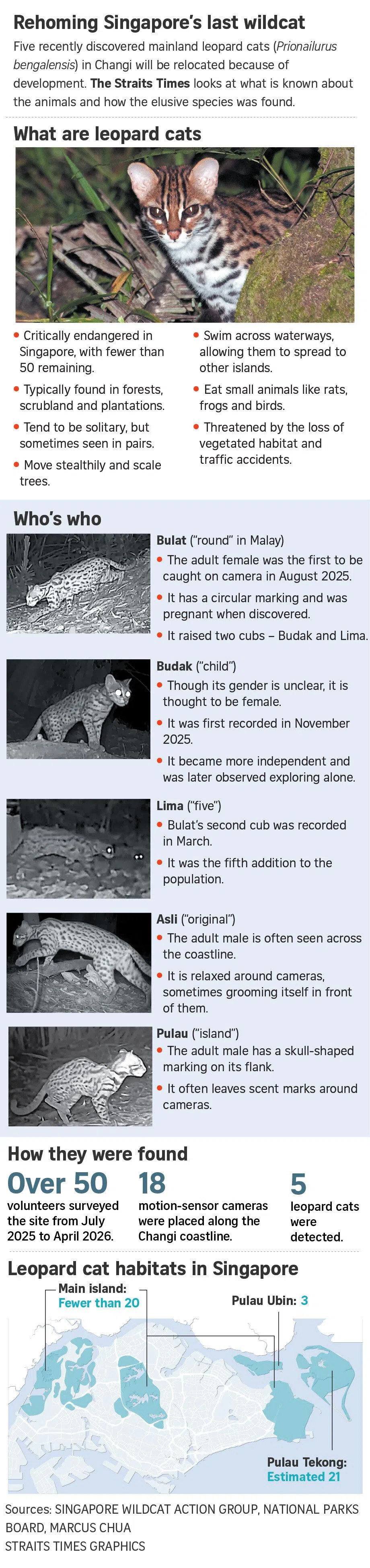 Rehoming Singapore’s last wildcat.