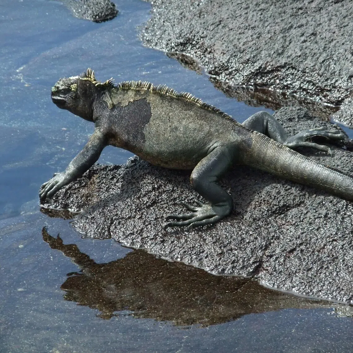 Galapagos marine iguanas are the only iguana species in the world with the ability to dive, and they can remain underwater for up to 60 minutes.