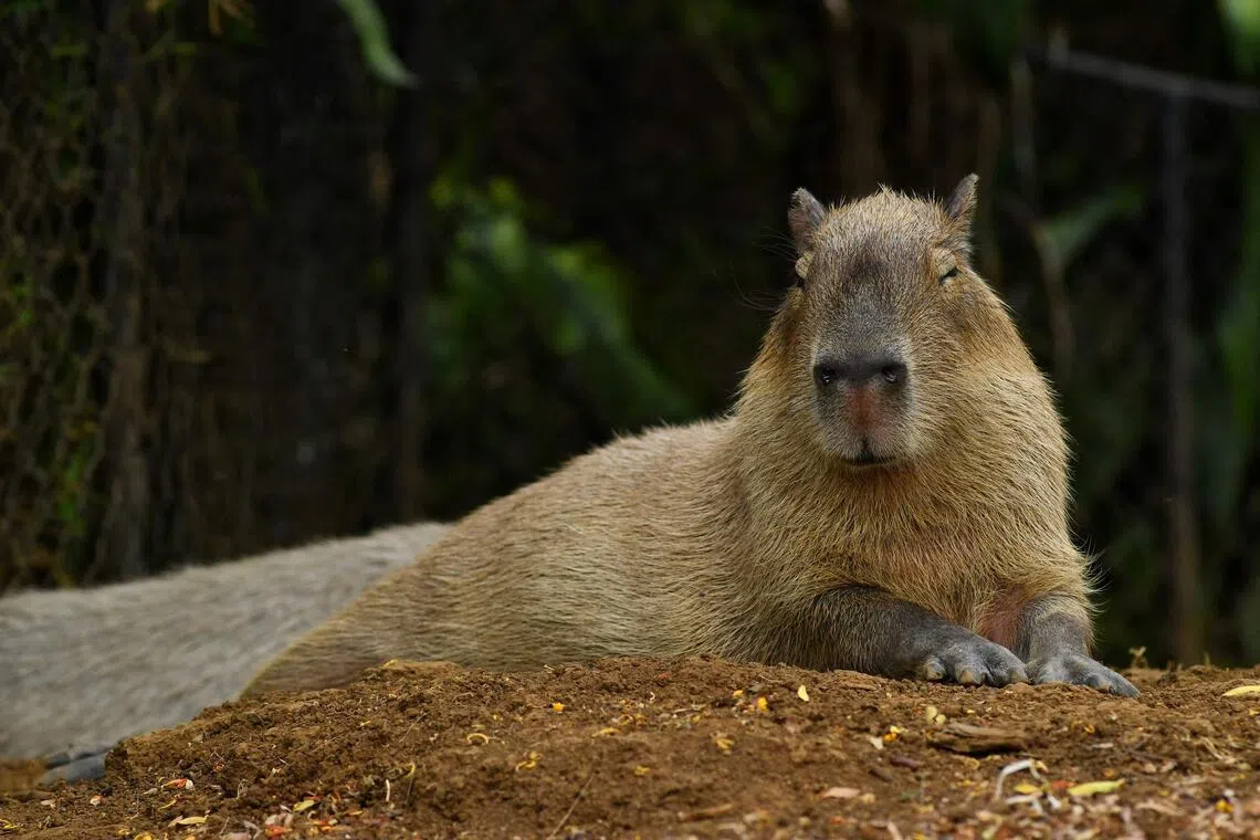Eight people arrested in Brazil for ‘brutal’ attack on capybara