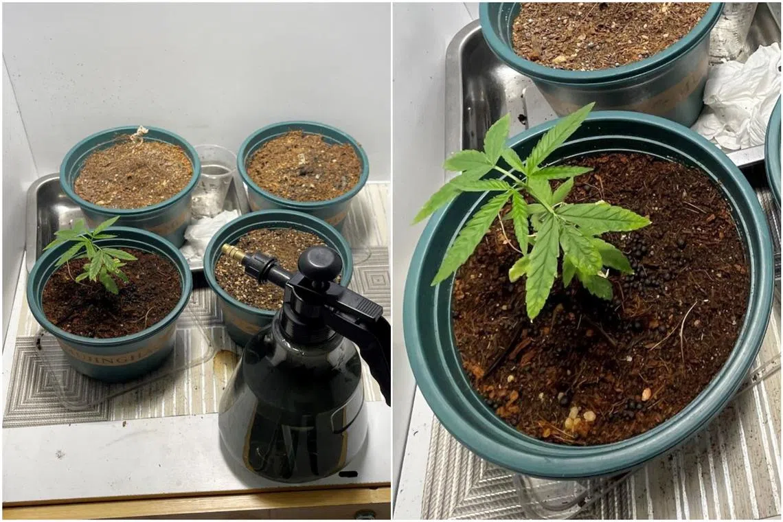 Pots of cannabis plants found in a residential unit near Yishun Avenue 3 that was raided by CNB on May 16.