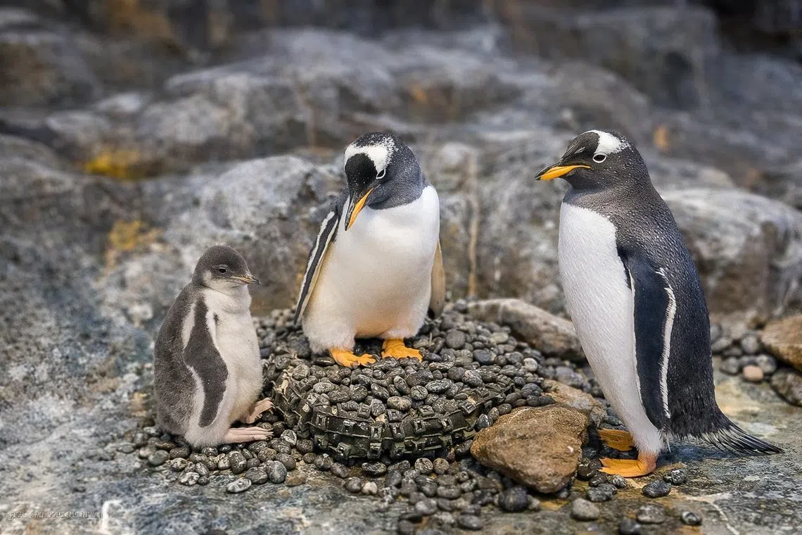 Gentoo penguins, Riki and Peach, welcomed their third chick in two years at the Ocean Network Express Penguin Cove. 