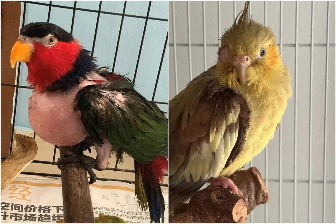 The foundations of healthy parrot husbandry to improve your bird’s quality of life