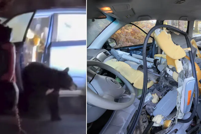A black bear tore into the interior of a car in Juneau, Alaska, after it got itself locked inside.
