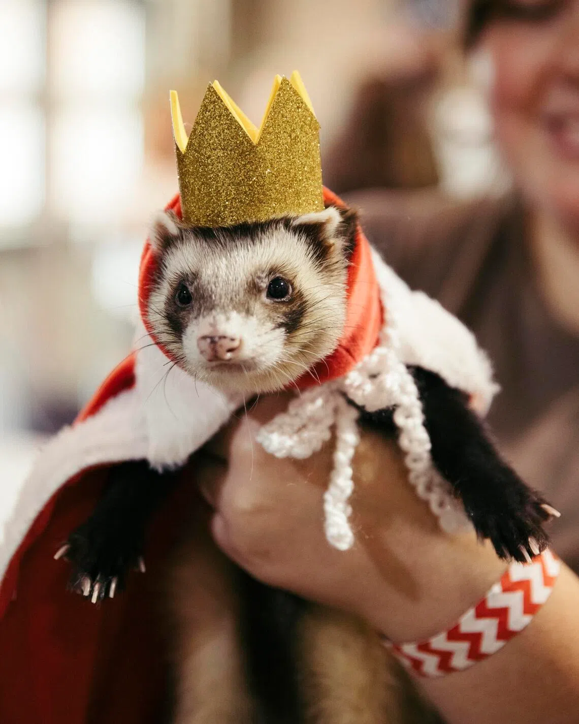 An attendee holds a ferret competing in the costume contest at the Ferret Buckeye Bash in Columbus, Ohio, on Aug. 29.