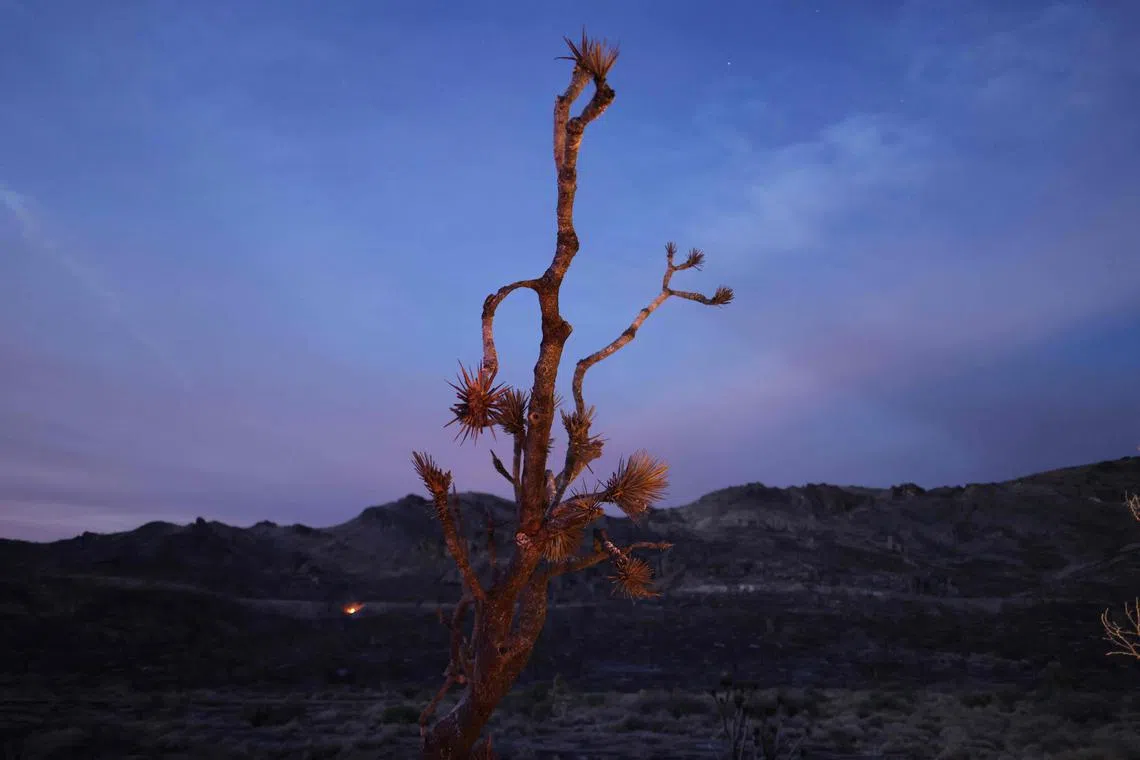 The plant is emblematic of the desert US West and became globally famous after the 1987 album “The Joshua Tree” by U2.
