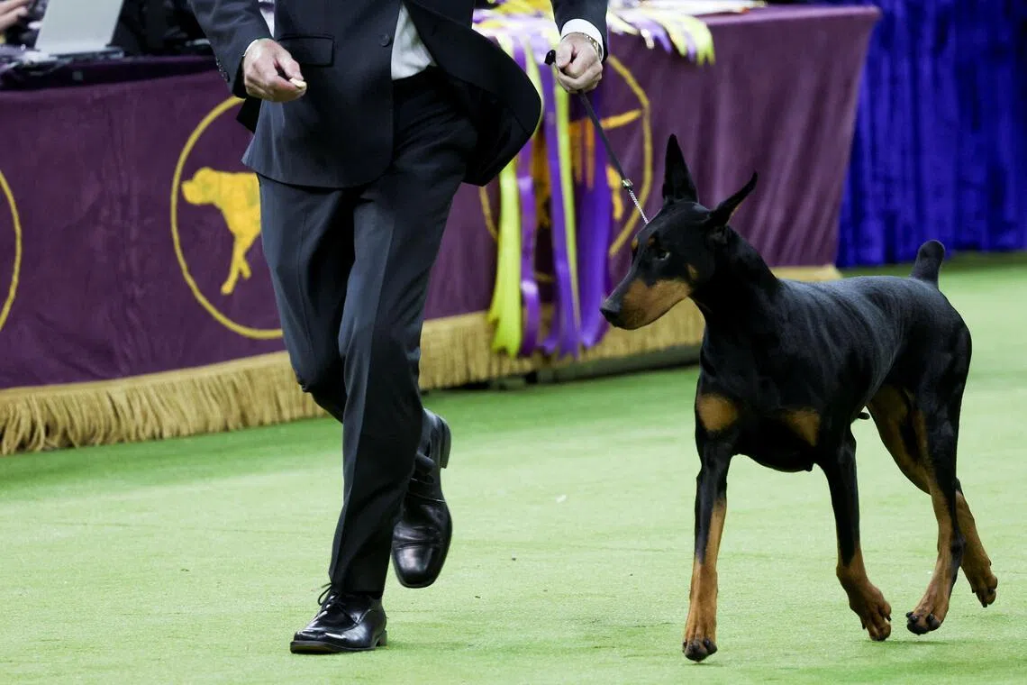 Penny beat more than 3,000 dogs from all 50 states and 17 countries that competed in the 150th annual event.