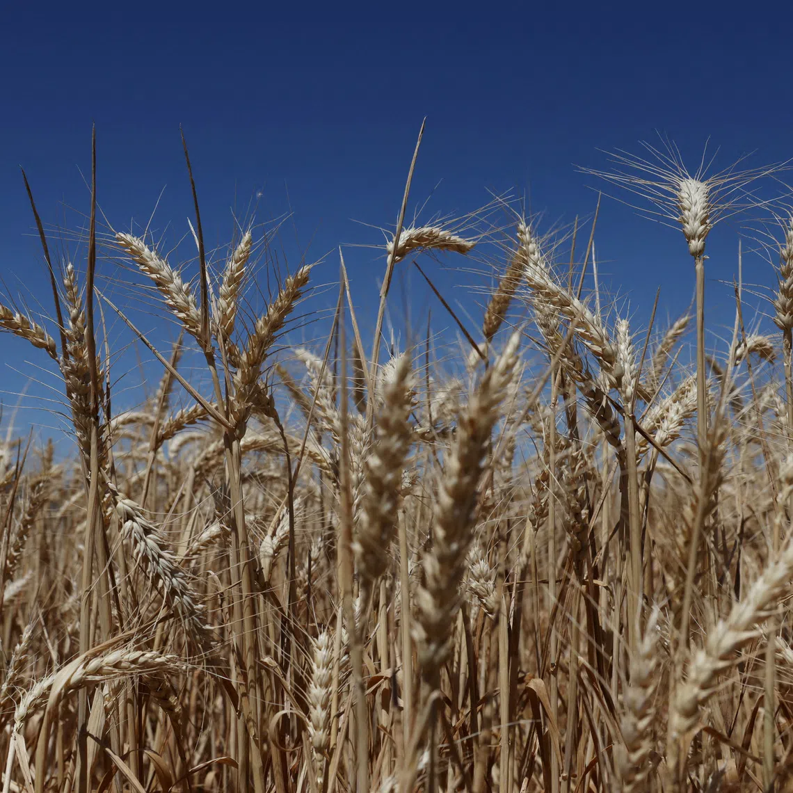 FILE PHOTO: Wheat stands ready for harvest at a farm in Eugowra, Australia, November 19, 2025. REUTERS/Hollie Adams/File Photo