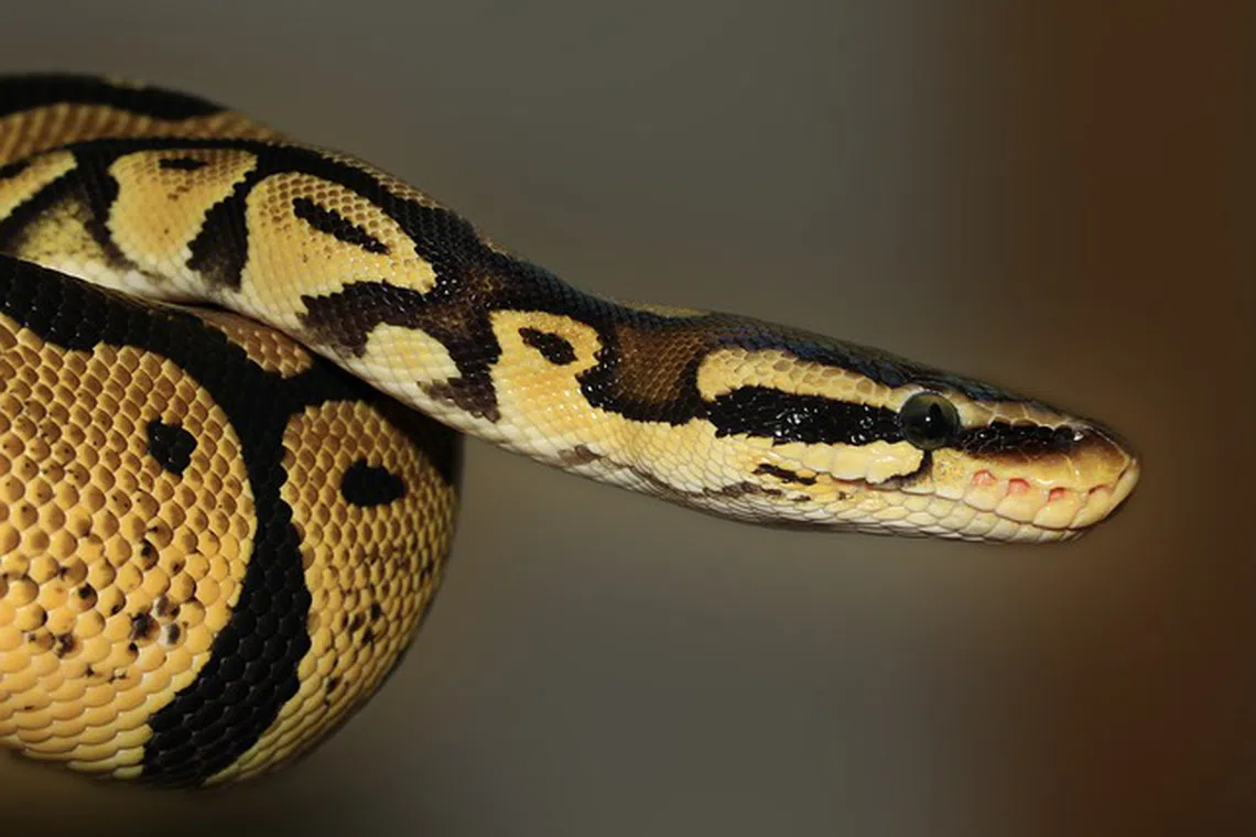 The snake was under the toilet sr