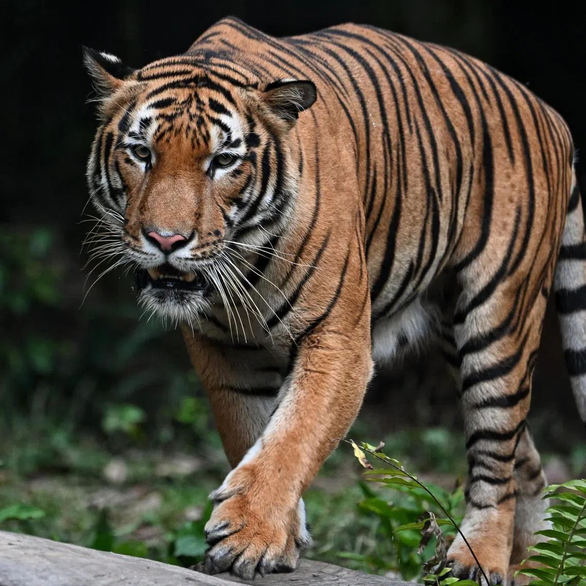 The woman, in her 30s, suffered injuries to her arm but was otherwise in a stable condition, said Queensland Ambulance Service.,