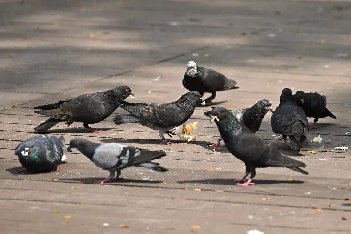 The bird netting will be trialled at one stack of 15 flats in Punggol and another stack of 20 flats in Toa Payoh.